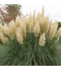Pampová tráva stříbrná - Pampas - Cortaderia selleona - semena pampové trávy - 10 ks