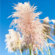 Pampová tráva růžová - Pampas - Cortaderia selloana - semena pampové trávy - 10 ks