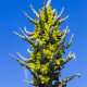 Puja – Puya chilensis – puya magok – 20 db