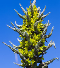 Puja - Puya chilensis - semena puyi - 5 ks