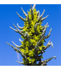 Puja - Puya chilensis - semena puyi - 5 ks