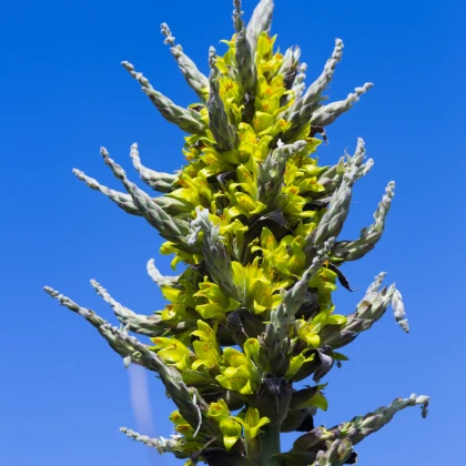 Puja - Puya chilensis - semena puyi - 5 ks