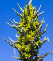 Puja – Puya chilensis – puya magok – 20 db