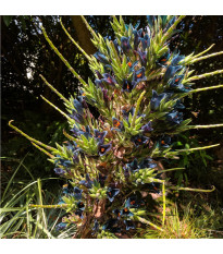 Puja - Puya venusta - semena puyi - 5 ks