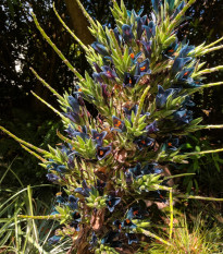 Puja - Puya venusta - semena puyi - 5 ks