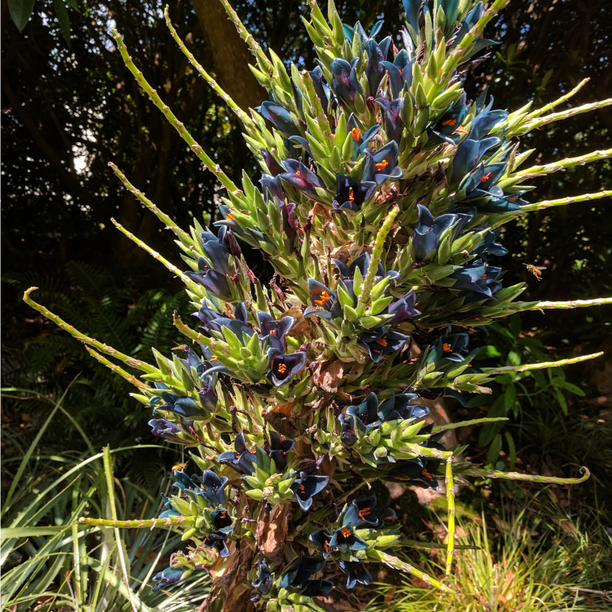 Puja - Puya venusta - semena puyi - 5 ks