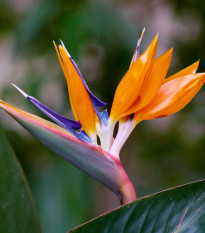 Strelície královská - Strelitzia reginae - semena strelície - 2 ks