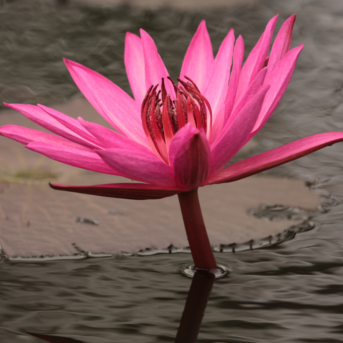 Leknín červený - Nymphaea caerulea - semena leknínu - 5 ks