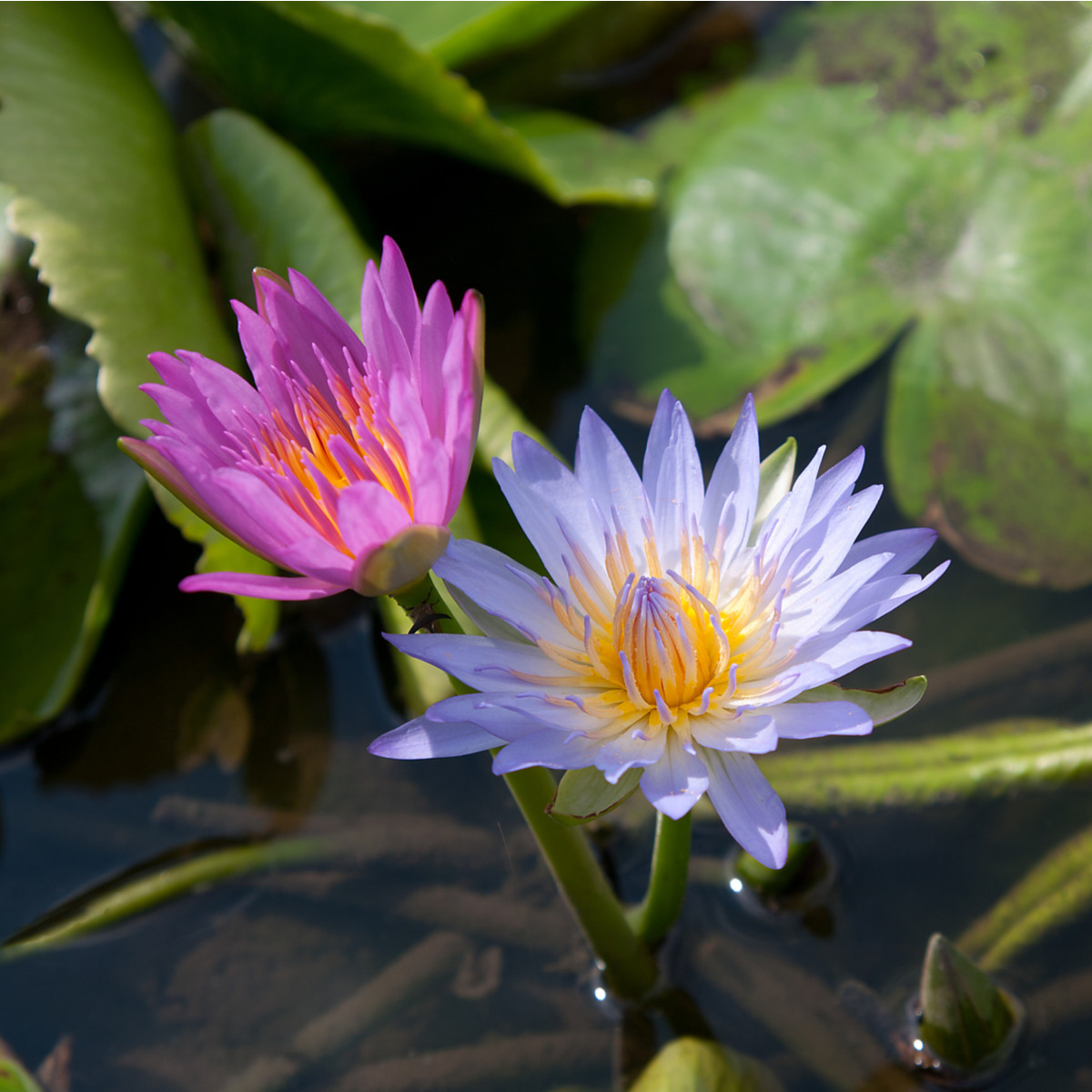 Leknín směs barev - Nymphaea caerulea - semena - 5 ks