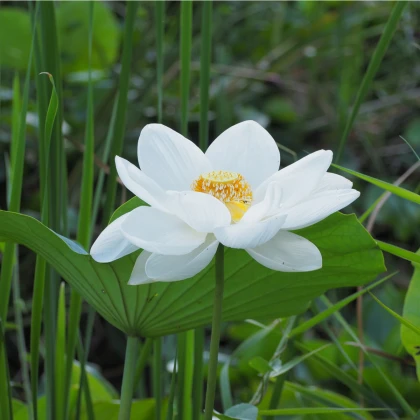 Lotos indický - Nelumbo nucifera - semena Lotosu - 2 ks