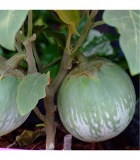 Lilek Zelené jablko - Solanum melongena - semena lilku - 6 ks