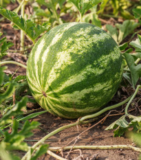 Meloun vodní Crimstar F1 - Citrullus lanatus - semena melounu - 6 ks