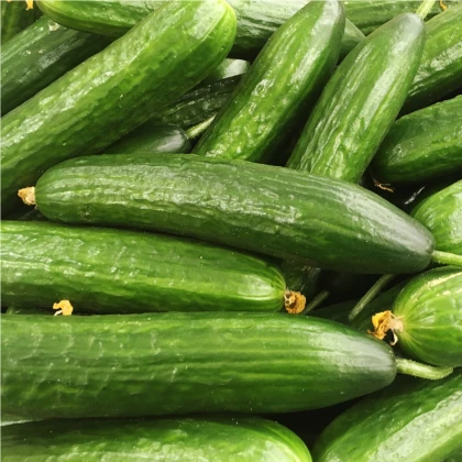 Okurka Hadovka Paska F1 - okurka setá salátová - Cucumis sativus - semena  - 4 ks