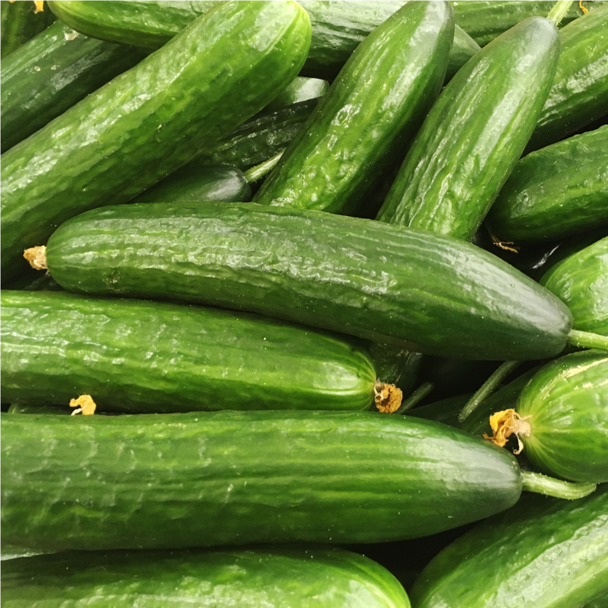 Okurka Hadovka Paska F1 - okurka setá salátová - Cucumis sativus - semena  - 4 ks
