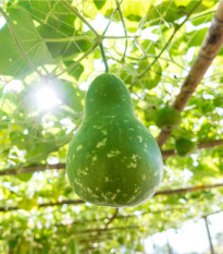 Okurka indická Permaroma F1 - Lagenaria siceraria - semena okurky - 6 ks