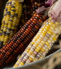 Multicolor Amero Mix díszkukorica – Zea mays – kukoricamag – 15 db