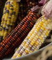 Multicolor Amero Mix díszkukorica – Zea mays – kukoricamag – 15 db