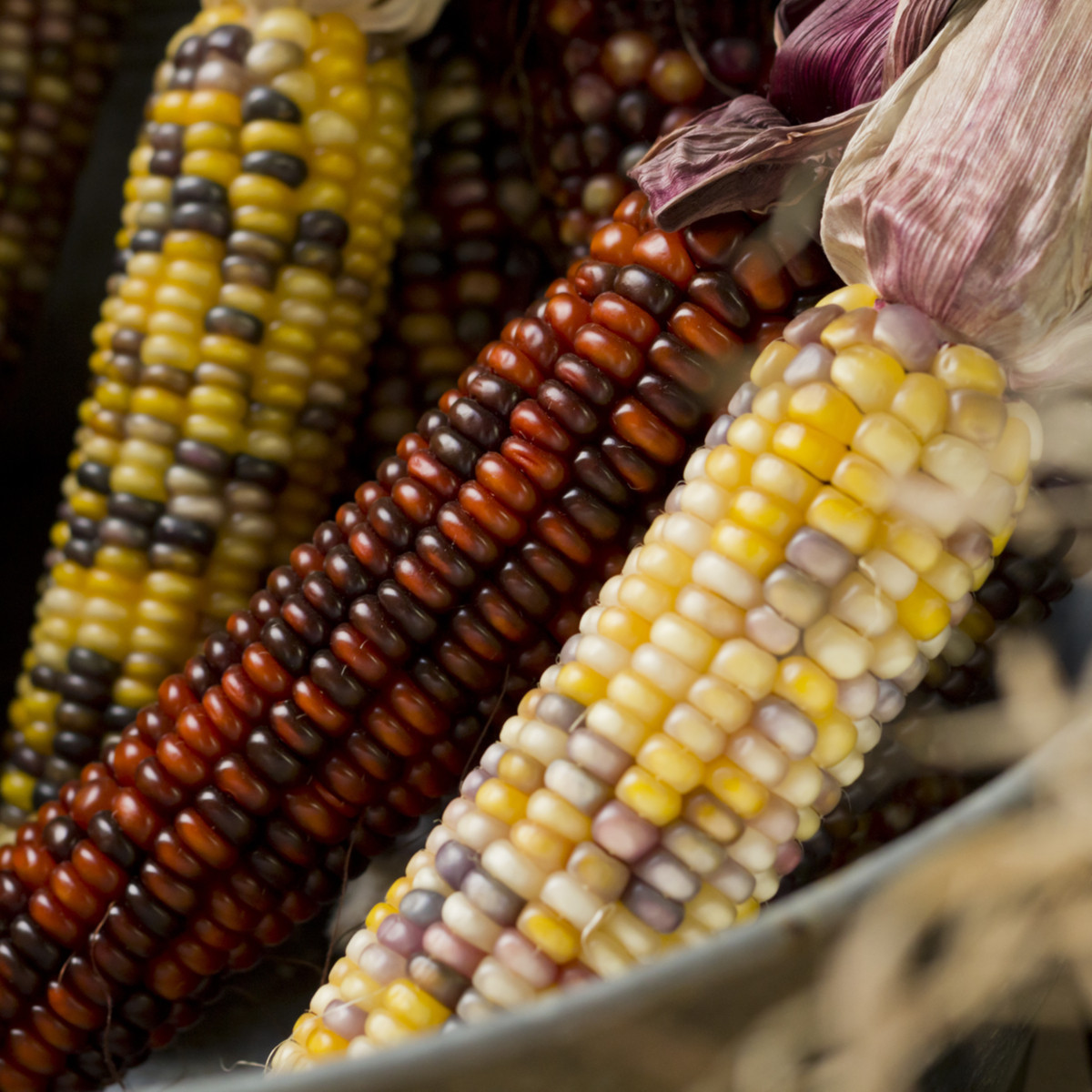 Multicolor Amero Mix díszkukorica – Zea mays – kukoricamag – 15 db