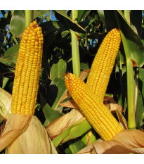 Kukuřice cukrová Snowbaby - Zea Mays - semena kukuřice - 16 ks