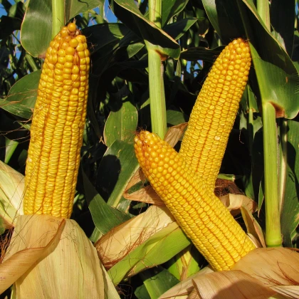 Kukuřice cukrová Snowbaby - Zea Mays - semena kukuřice - 16 ks