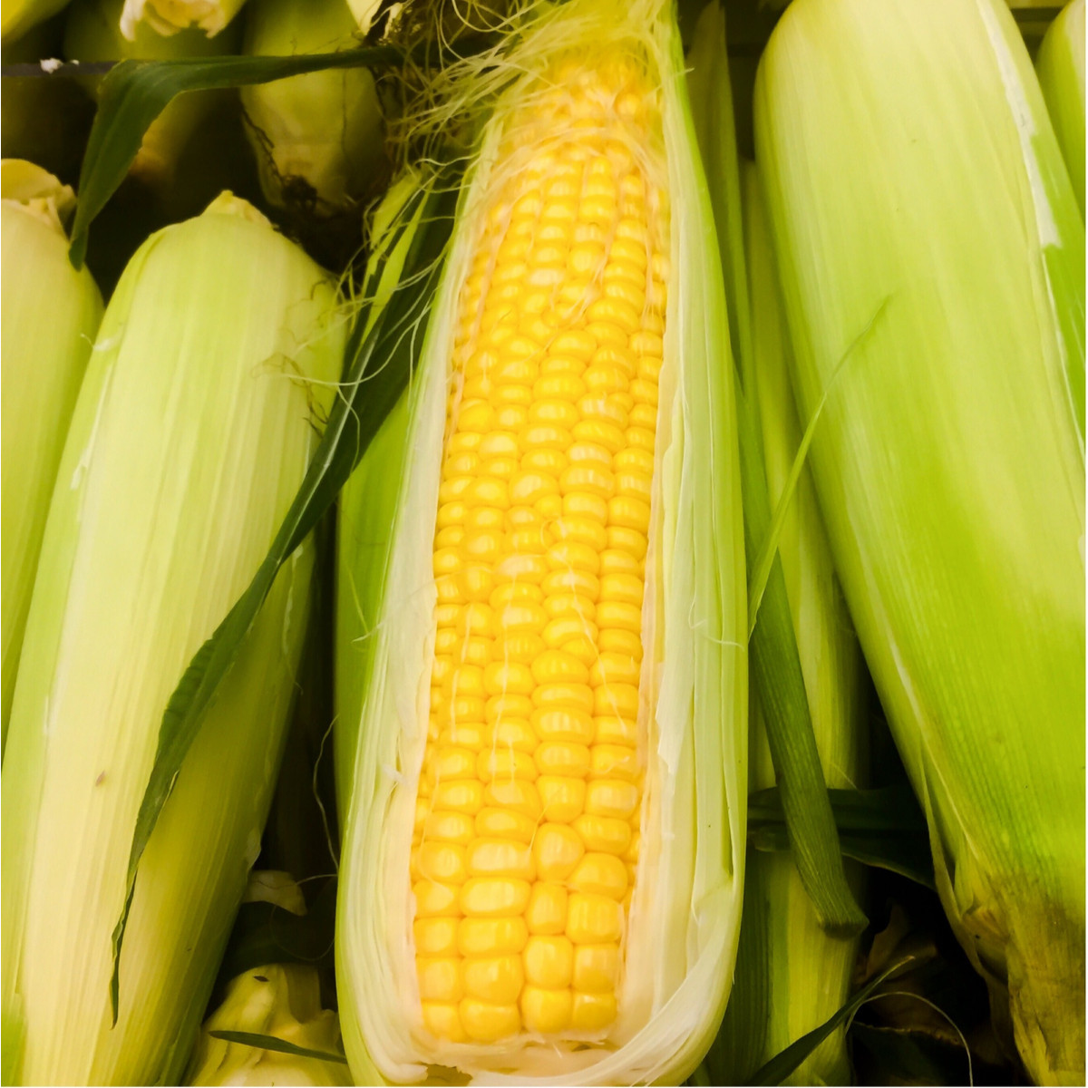 Kukuřice cukrová Golden Bantam - Zea Mays - semena kukuřice - 16 ks