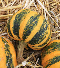 Tykev okrasná Kamo Kamo - Cucurbita pepo - semena tykve - 5 ks