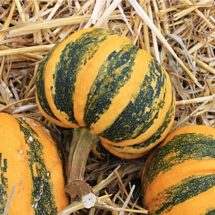 Tykev okrasná Kamo Kamo - Cucurbita pepo - semena tykve - 5 ks