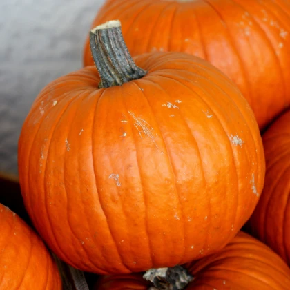 Dýně Aspen F1 - Cucurbita maxima - semena dýně - 4 ks