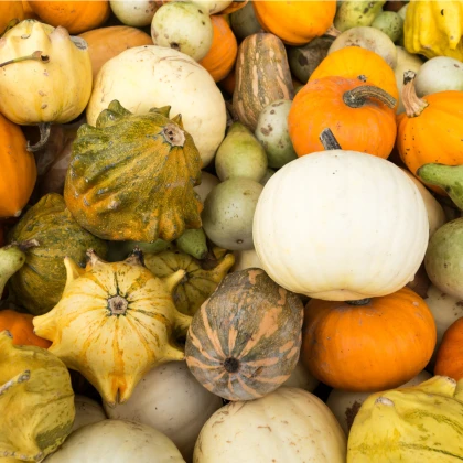 Tykvičky okrasné - Cucurbita pepo - semena tykve - 20 ks