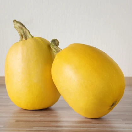 Tykev špagetová - Cucurbita pepo - semena tykve - 5 ks