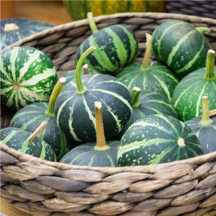 Tykev Piccolo F1 - Cucurbita pepo - semena tykve - 5 ks