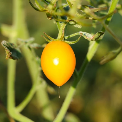 Rajče Lemon Plum - Solanum lycopersicum - semena rajčete - 6 ks