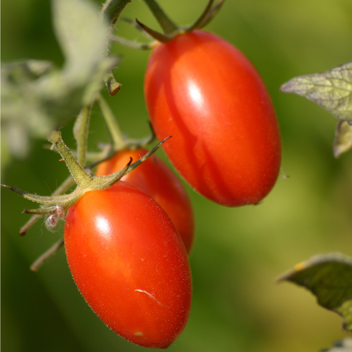 Rajče Roma - Solanum lycopersicum - semena rajčete - 65 ks