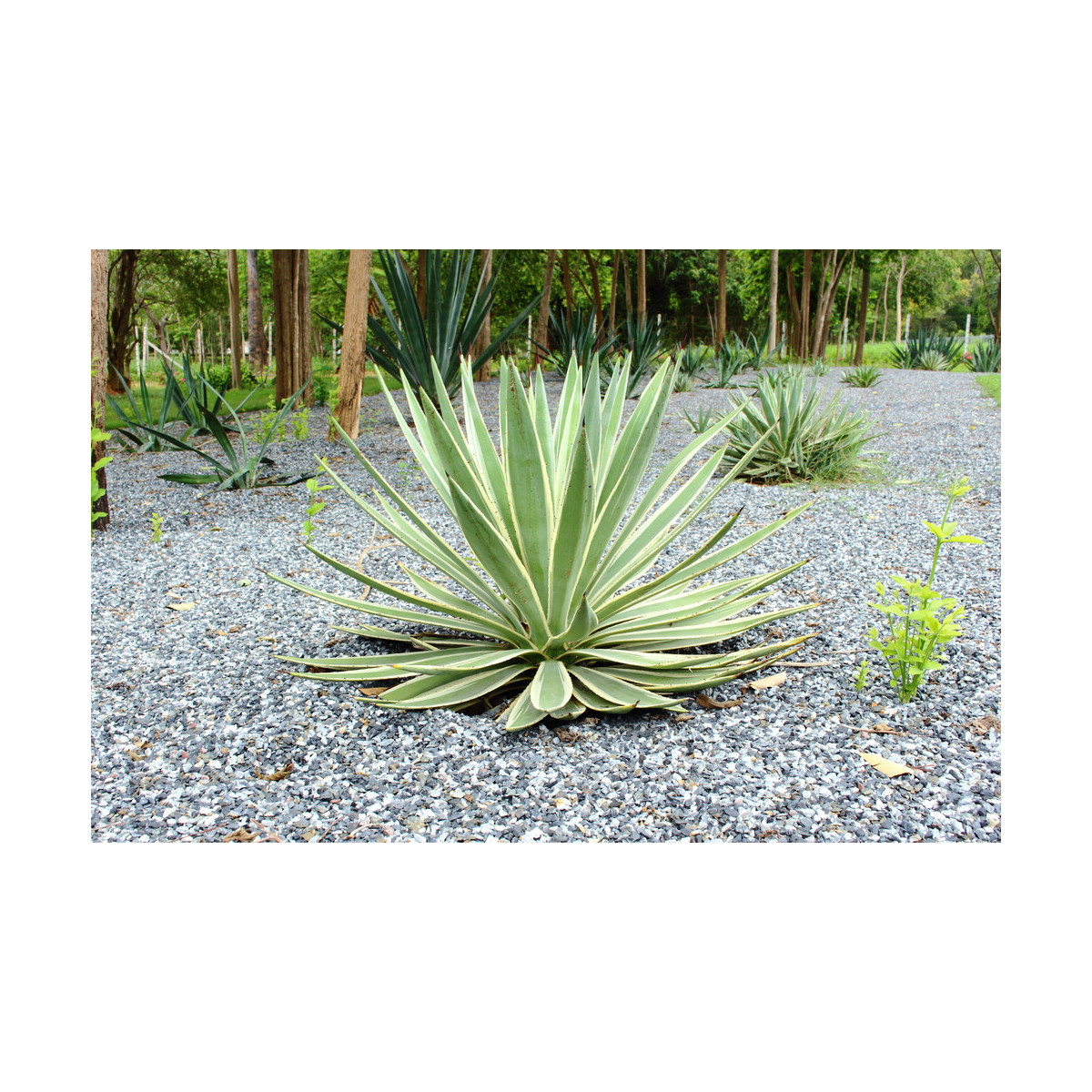 Agáve kalifornské - Agave deserti - semena agáve - 9 ks