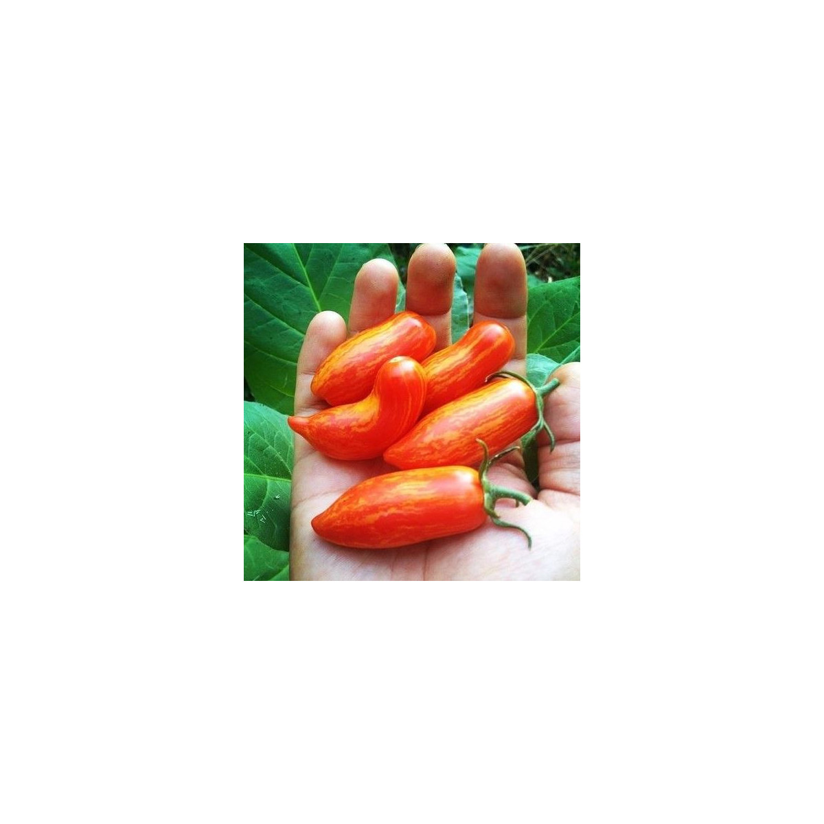 Rajče Sweet Casaday - semena - 7 ks