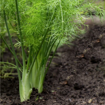 Fenykl hlíznatý De Florencia - Foeniculum vulgare - semena fenyklu - 150 ks