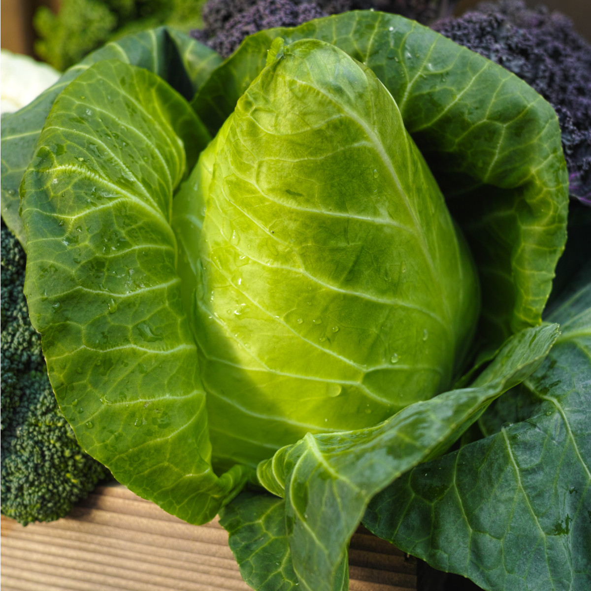 Zelí bílé Filderkraut - Brassica oleracea - semena zelí - 150 ks