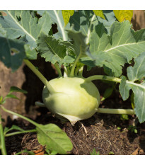 Kedluben raný Kartago - Brassica oleracea - semena kedlubnu - 50 ks