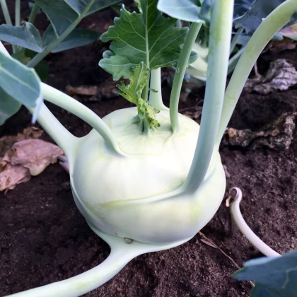 Kedluben obří Superschmelz - Brassica oleracea - semena kedlubnu - 150 ks