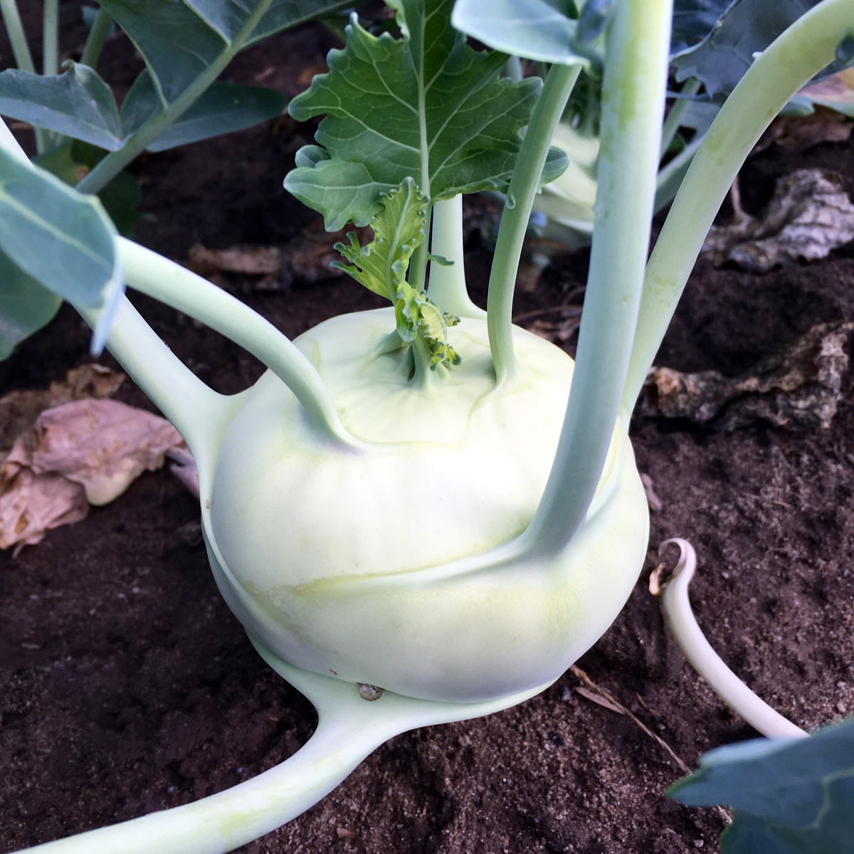 Kedluben obří Superschmelz - Brassica oleracea - semena kedlubnu - 150 ks