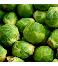 Kapusta růžičková Dolores F1 - Brassica oleracea var. gemmifera - semena kapusty - 40 ks