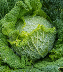 Kapusta hlávková k rychlení Raketa - Brassica oleracea var. sabauda - semena kapusty - 250 ks