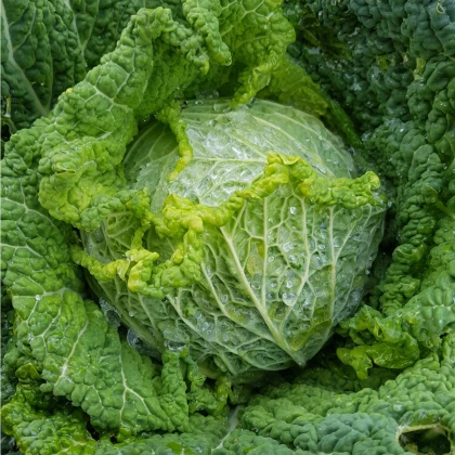 Kapusta hlávková k rychlení Raketa - Brassica oleracea var. sabauda - semena kapusty - 250 ks