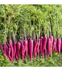 Mrkev Purple Dragon - Daucus carota - semena mrkve - 80 ks
