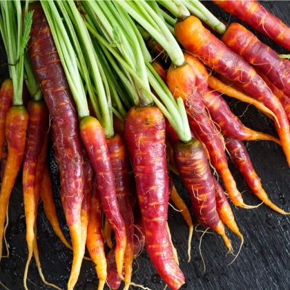 Mrkev Purple Haze - Daucus carota - semena - 70 ks