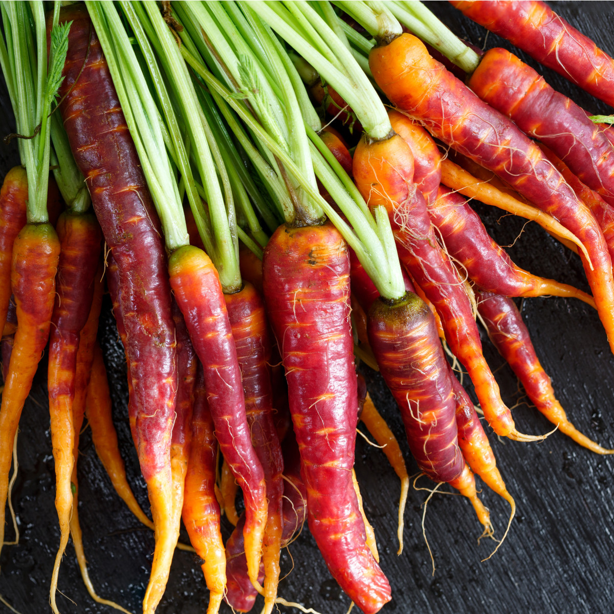 Mrkev Purple Haze - Daucus carota - semena - 70 ks