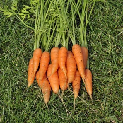 Mrkev karotka Amsterdam raná - Daucus carota - semena - 900 ks