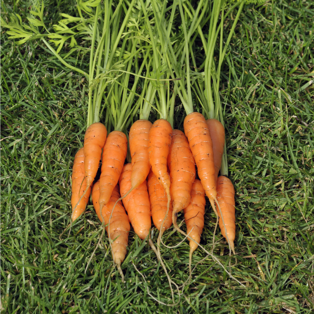 Mrkev karotka Amsterdam raná - Daucus carota - semena - 900 ks