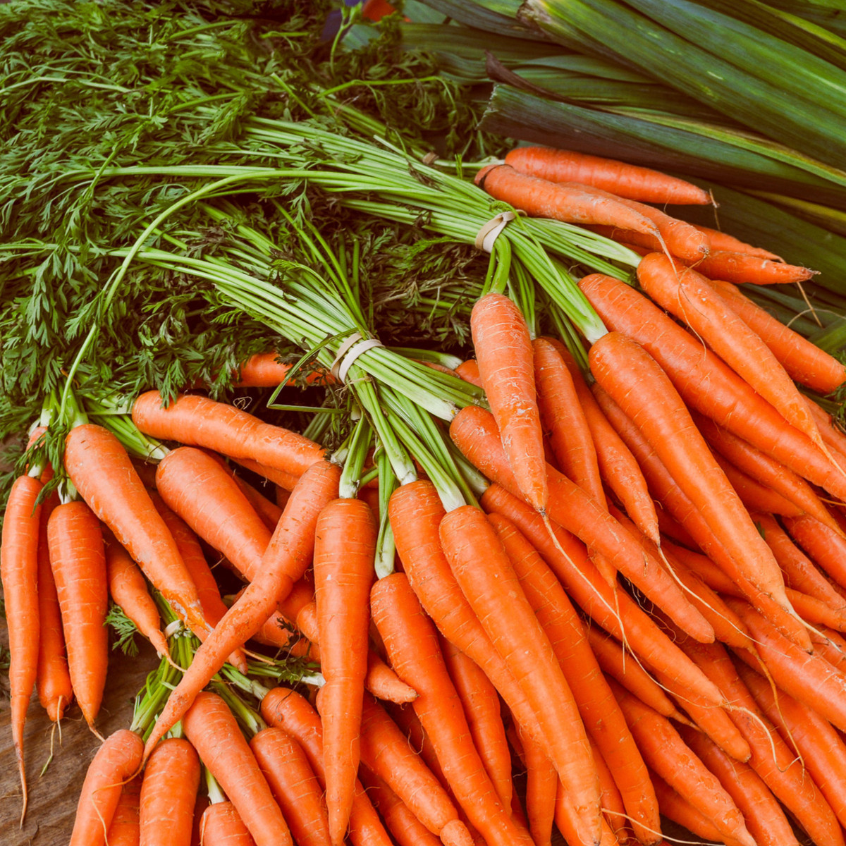 Mrkev Rothild - Daucus carota - semena mrkve - 900 ks