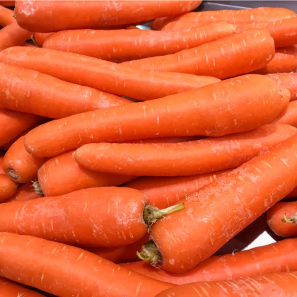 Mrkev Lange Rote Strumpfe - Daucus carota - semena mrkve - 900 ks